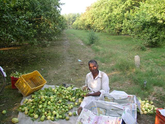 Guavas, Punjab, fruit farm, countryside, offbeat travel