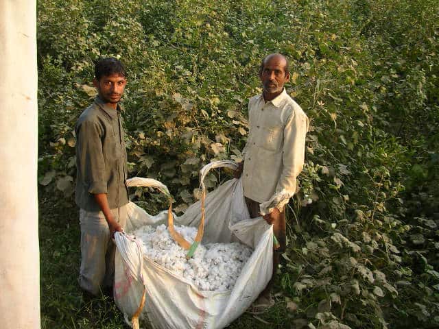 Cotton field, Punjab, fruit farm, countryside, offbeat travel