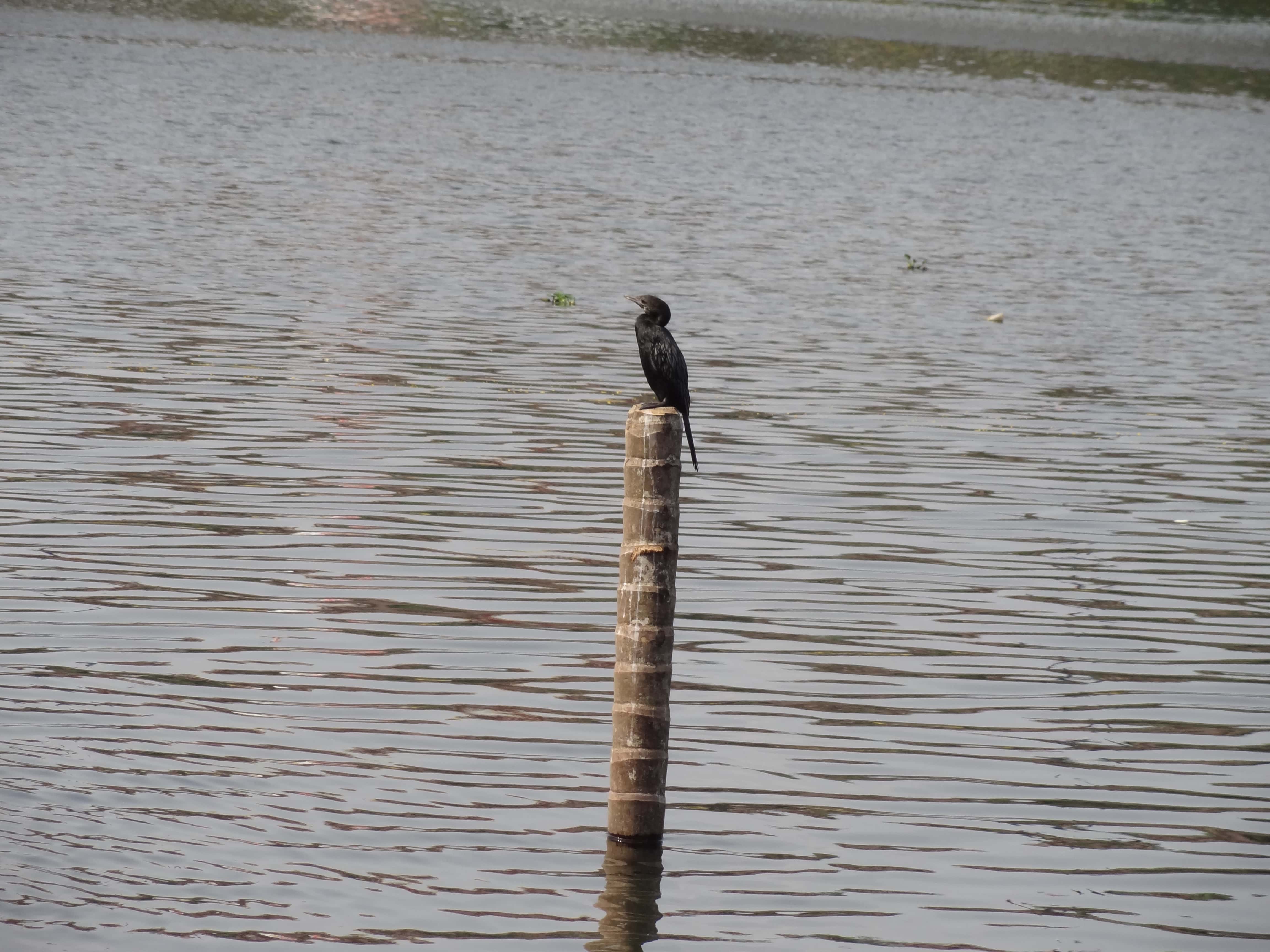 Alleppey, backwaters, kerala, India travel blog, birds