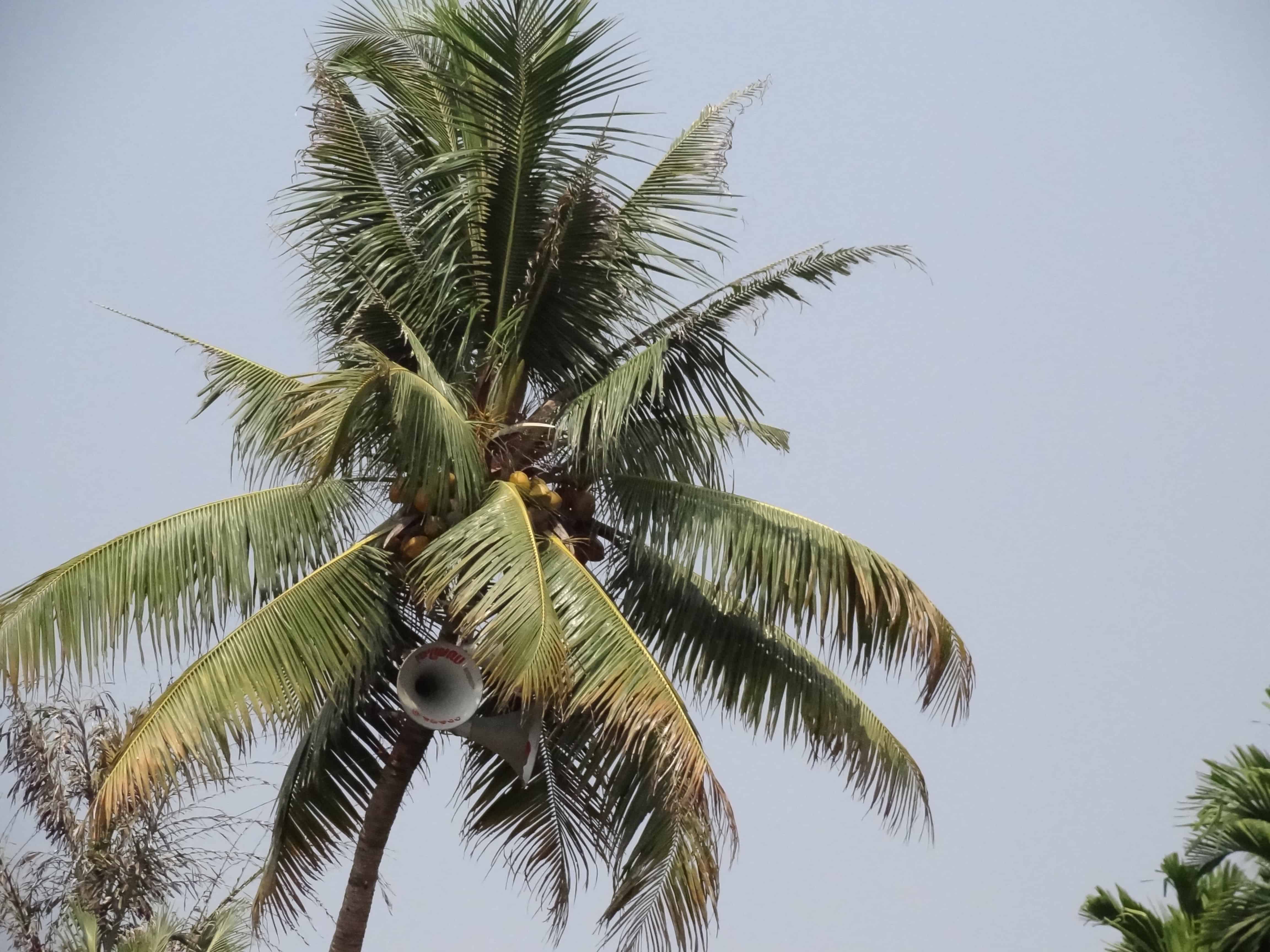 Alleppey, backwaters, kerala, India travel blog, palm trees