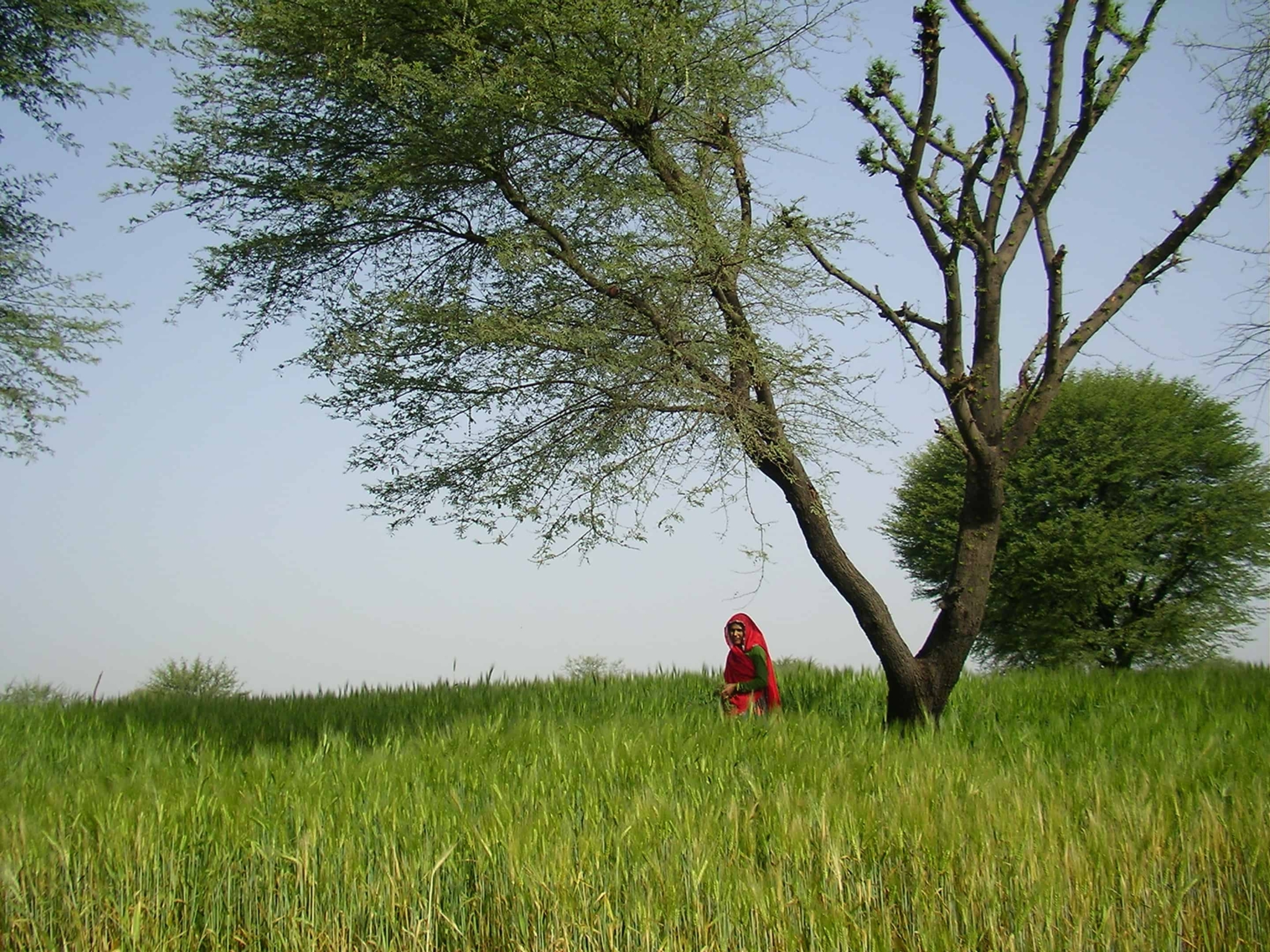 Sir Rual Rajasthan A Flavor of Rural Rajasthan, Just an Hour From Jaipur