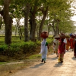 tea plantation in Assam, Assam tea estates
