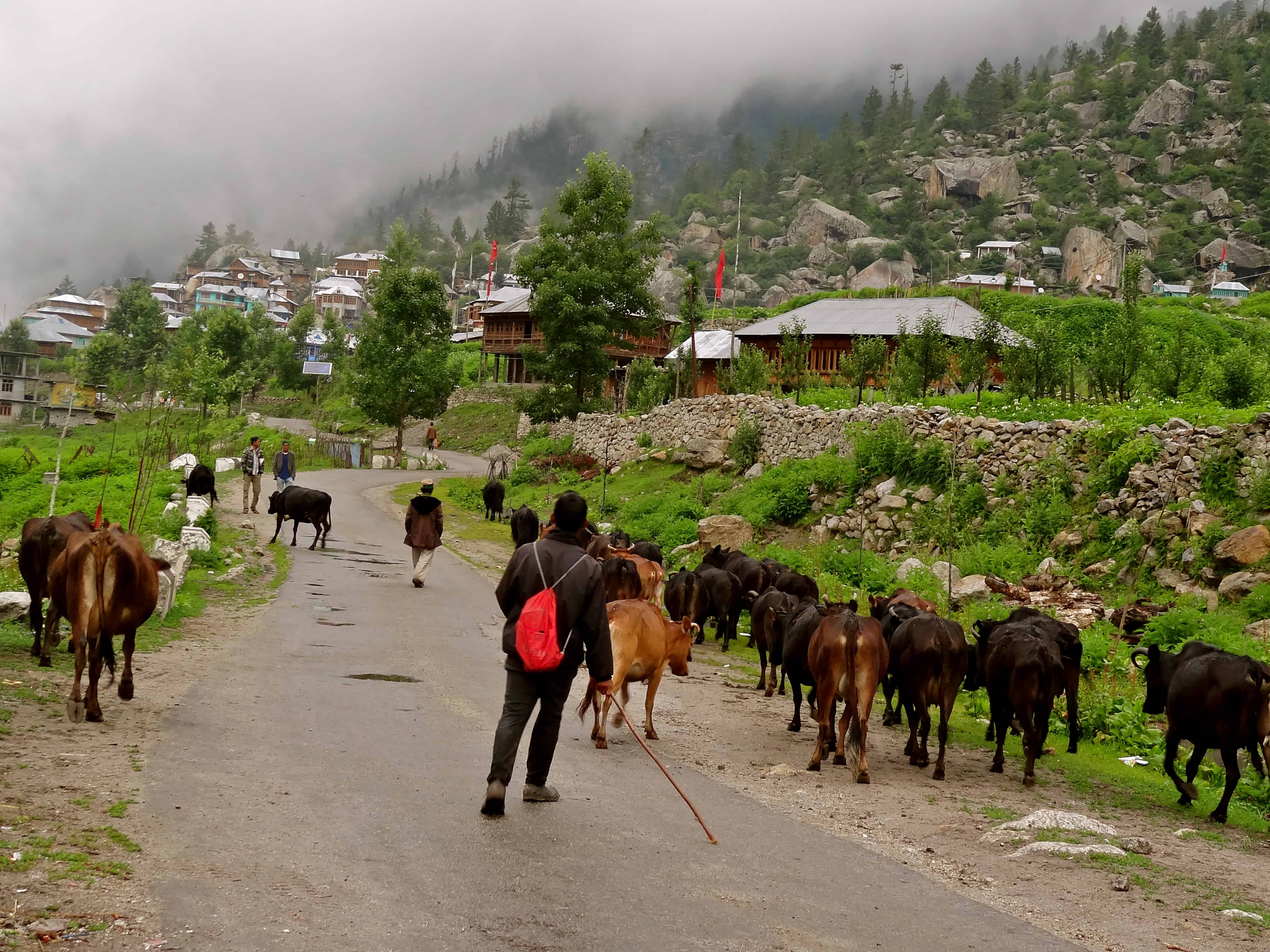 Sangla valley, Rakcham, Himachal photos