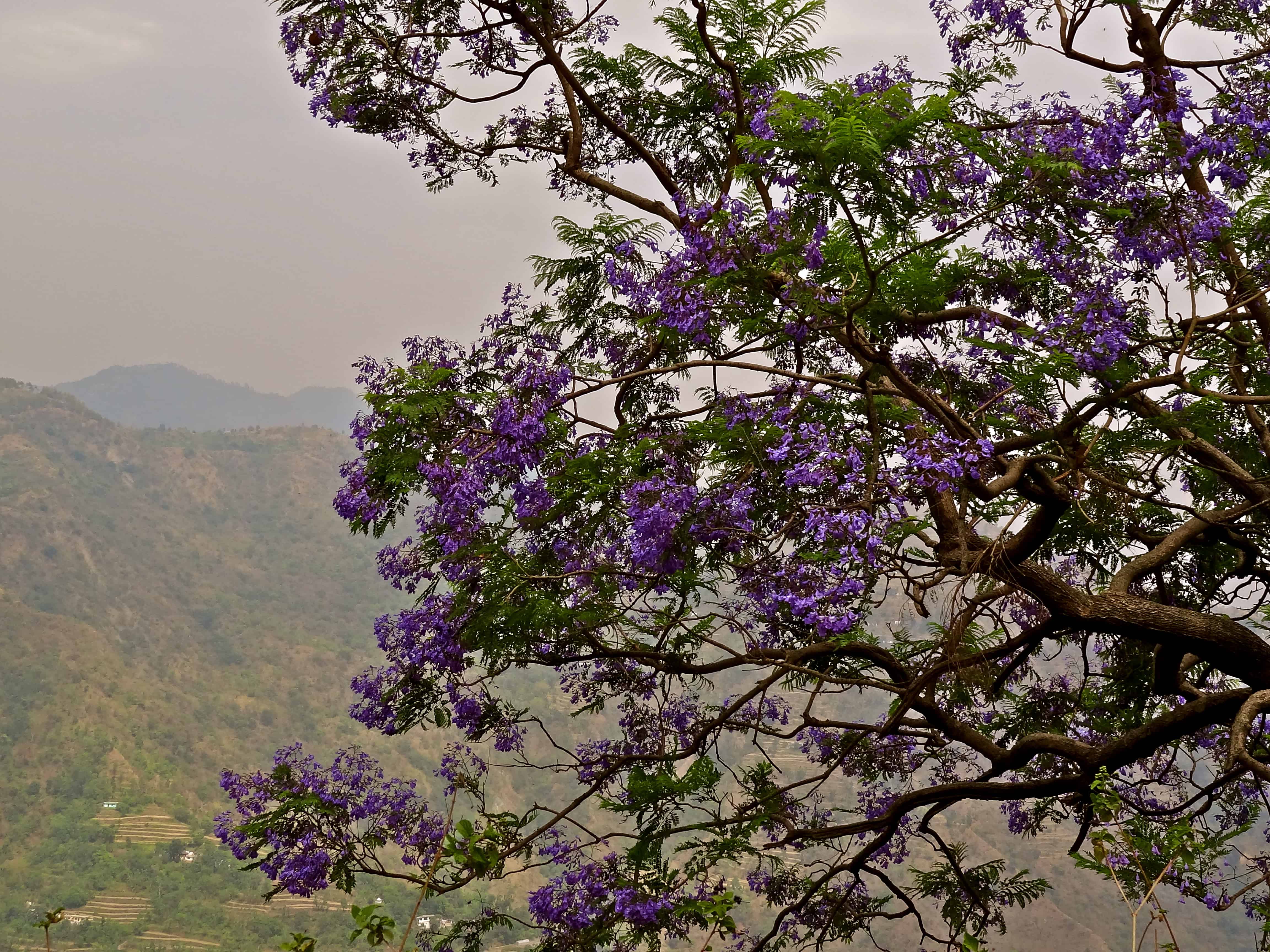 Uttarakhand trees, Uttarakhand flowers, Himalayas flowers, jacaranda tree