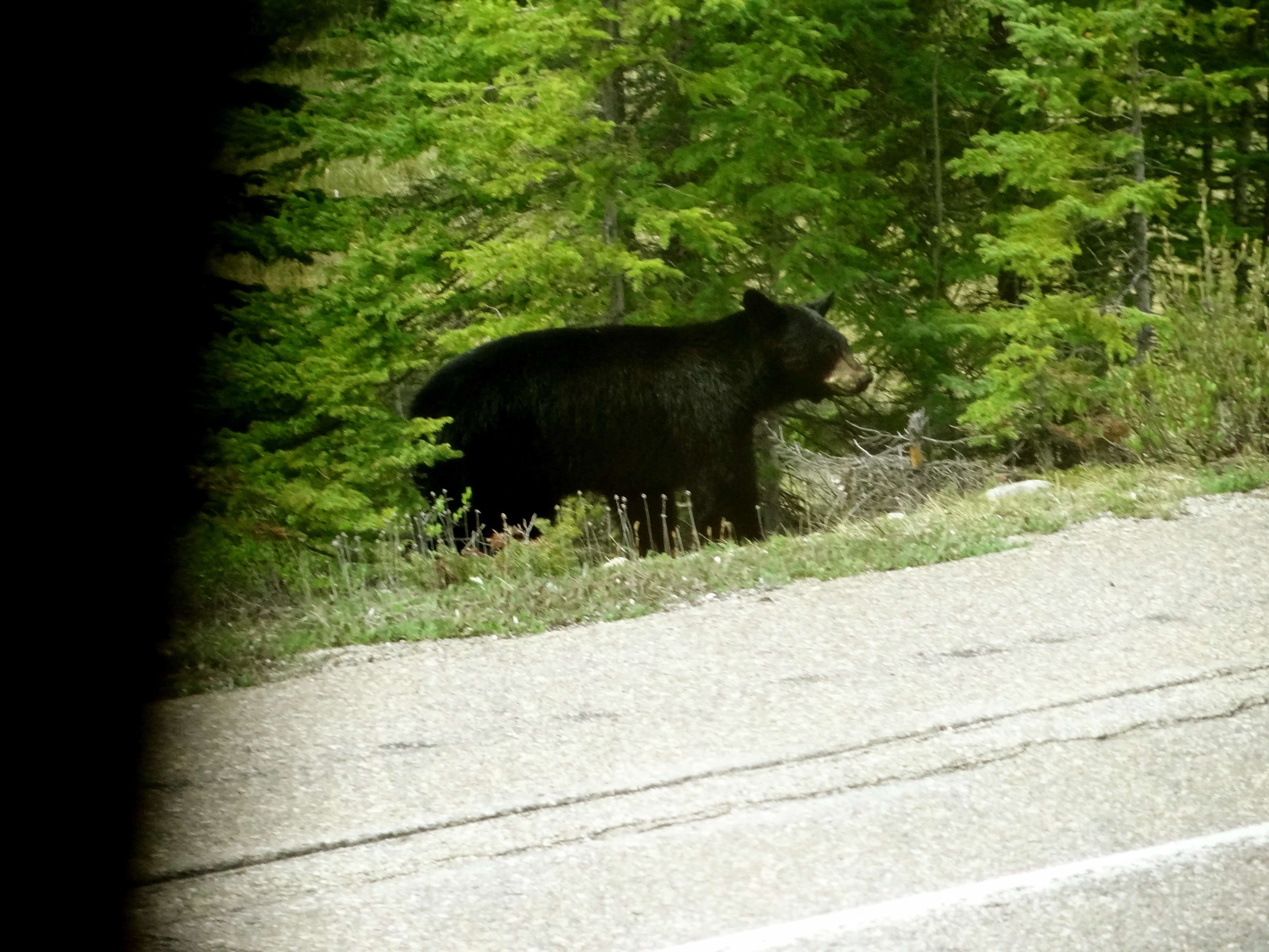 Black bear photos, pictures of black bears, Jasper wildlife