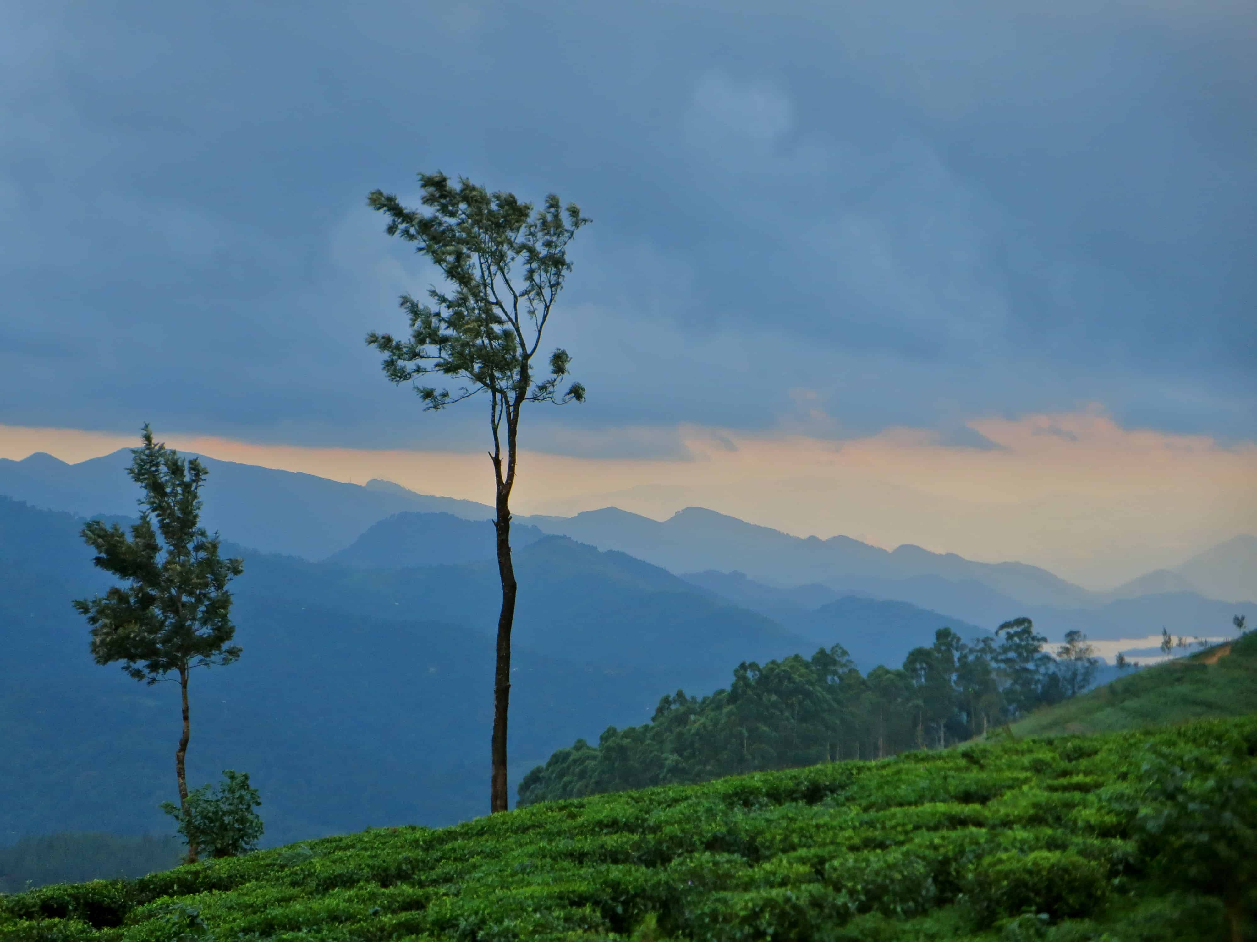 Madulkelle, Sri Lanka tea estates, Sri Lanka ecotourism, eco Sri Lanka
