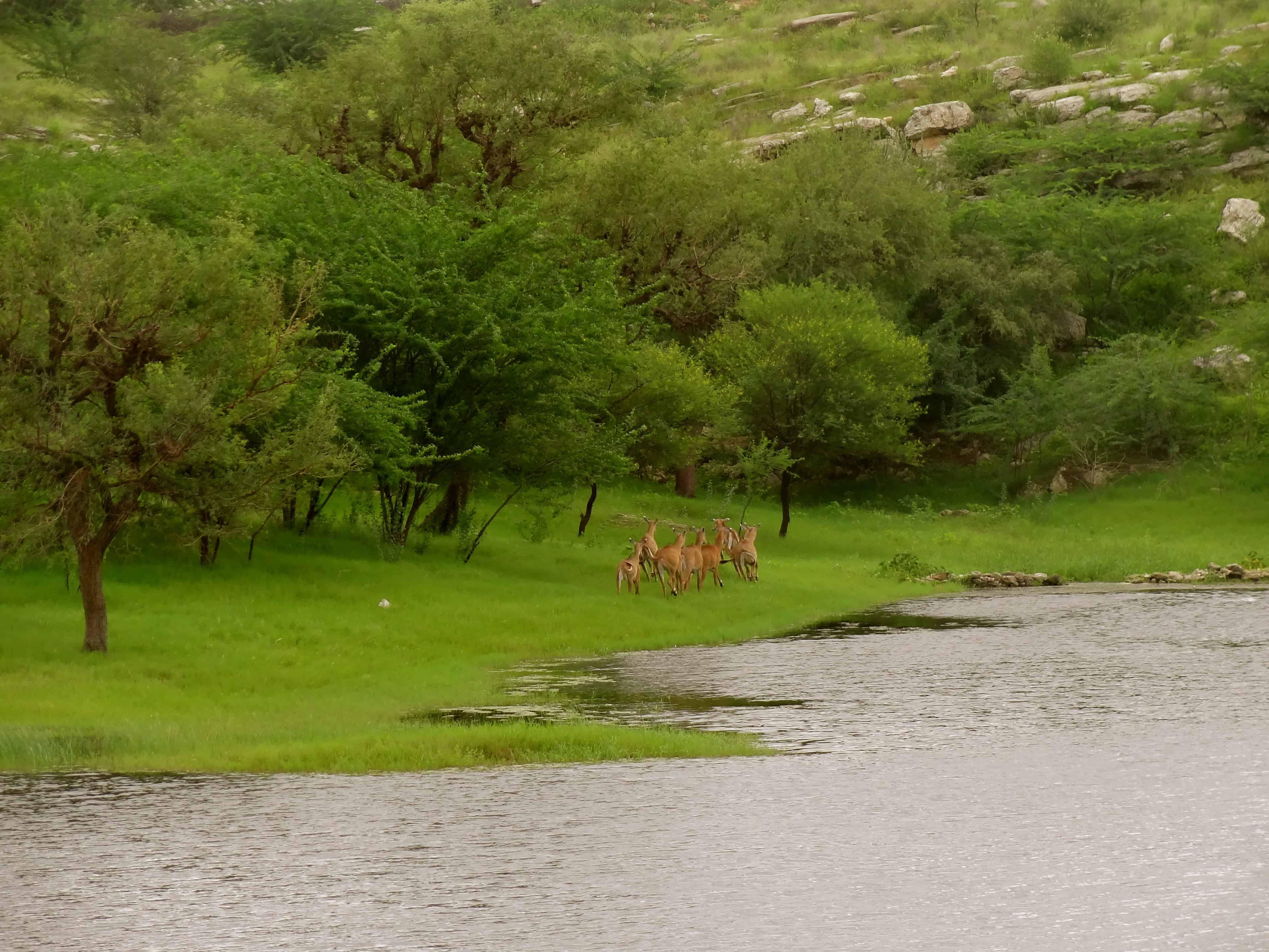 Lakshman Sagar, Pali Rajasthan, Rajasthan wildlife, antelopes