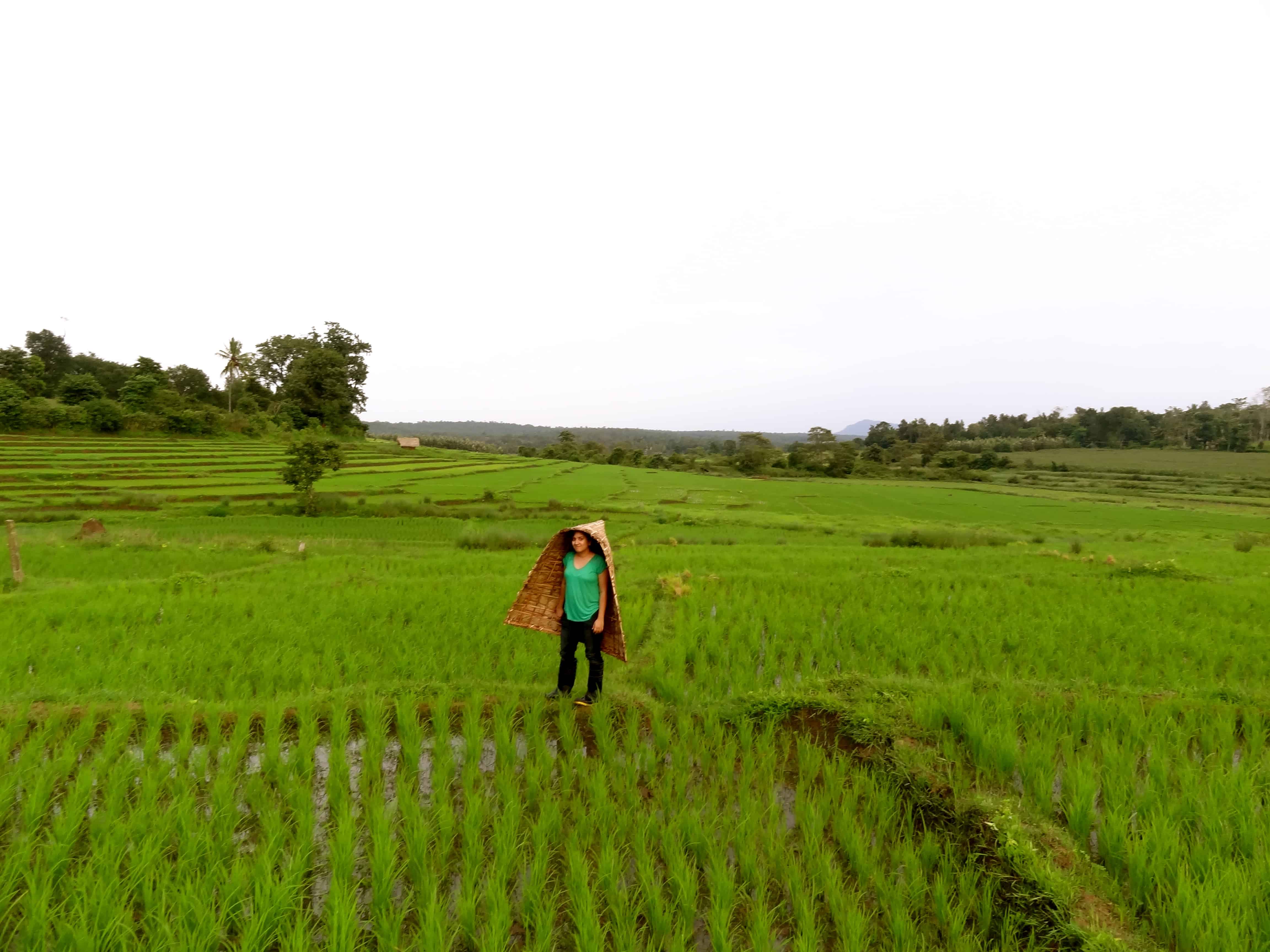 Coorg farm stay, Coorg photos, Coorg blog, Karnataka rice paddies