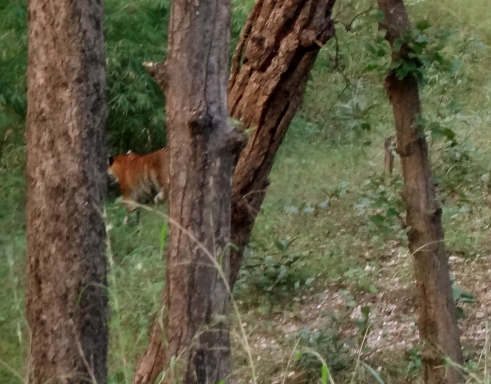 tigers madhya pradesh, kanha tigers, tiger conservation india