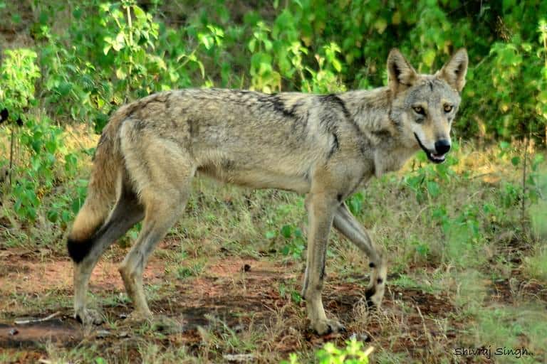 wolf india, wildlife tourism India, Pugdundee Safaris