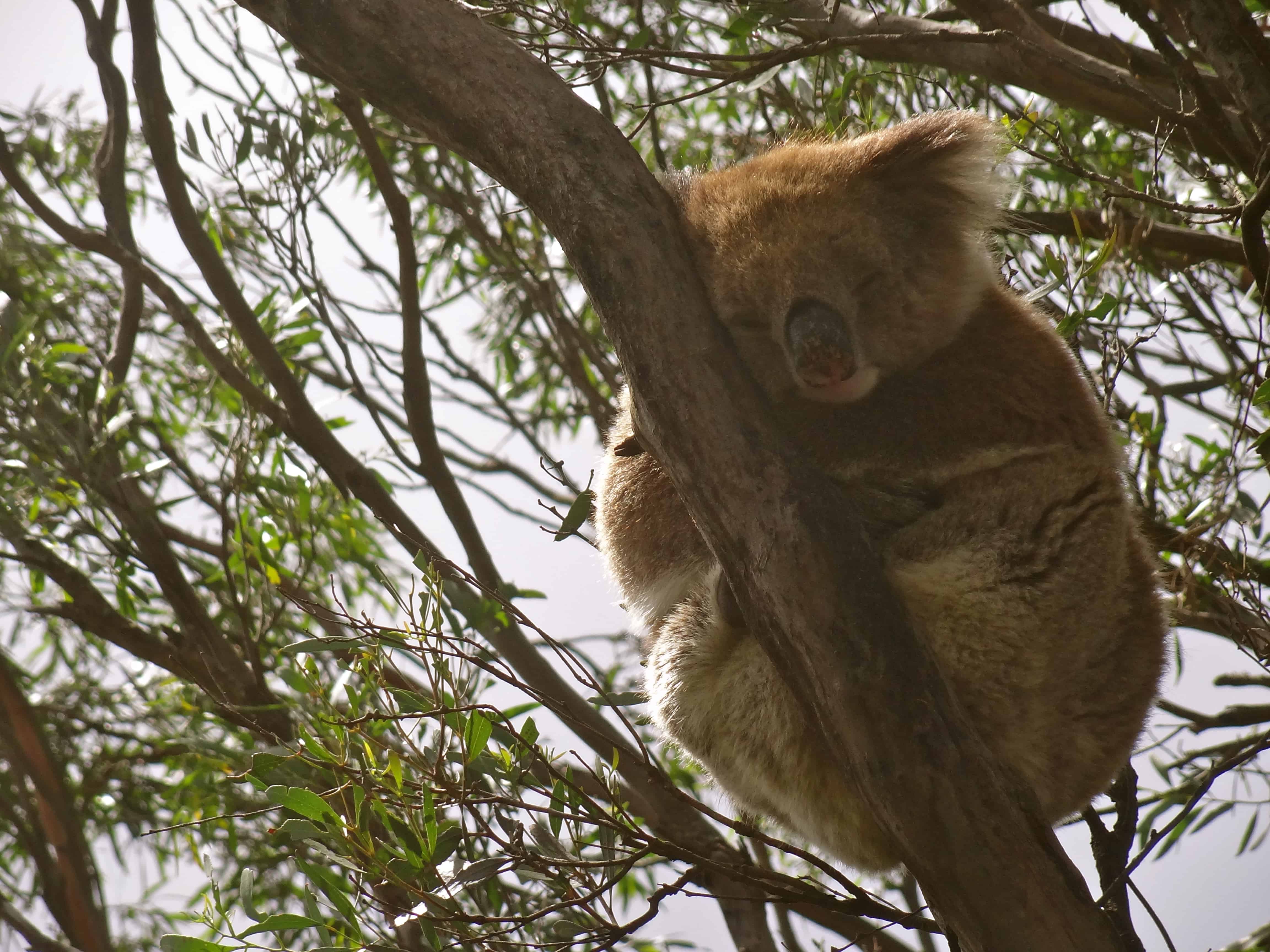 Australia koalas, Australian wildlife, kangaroo island koalas