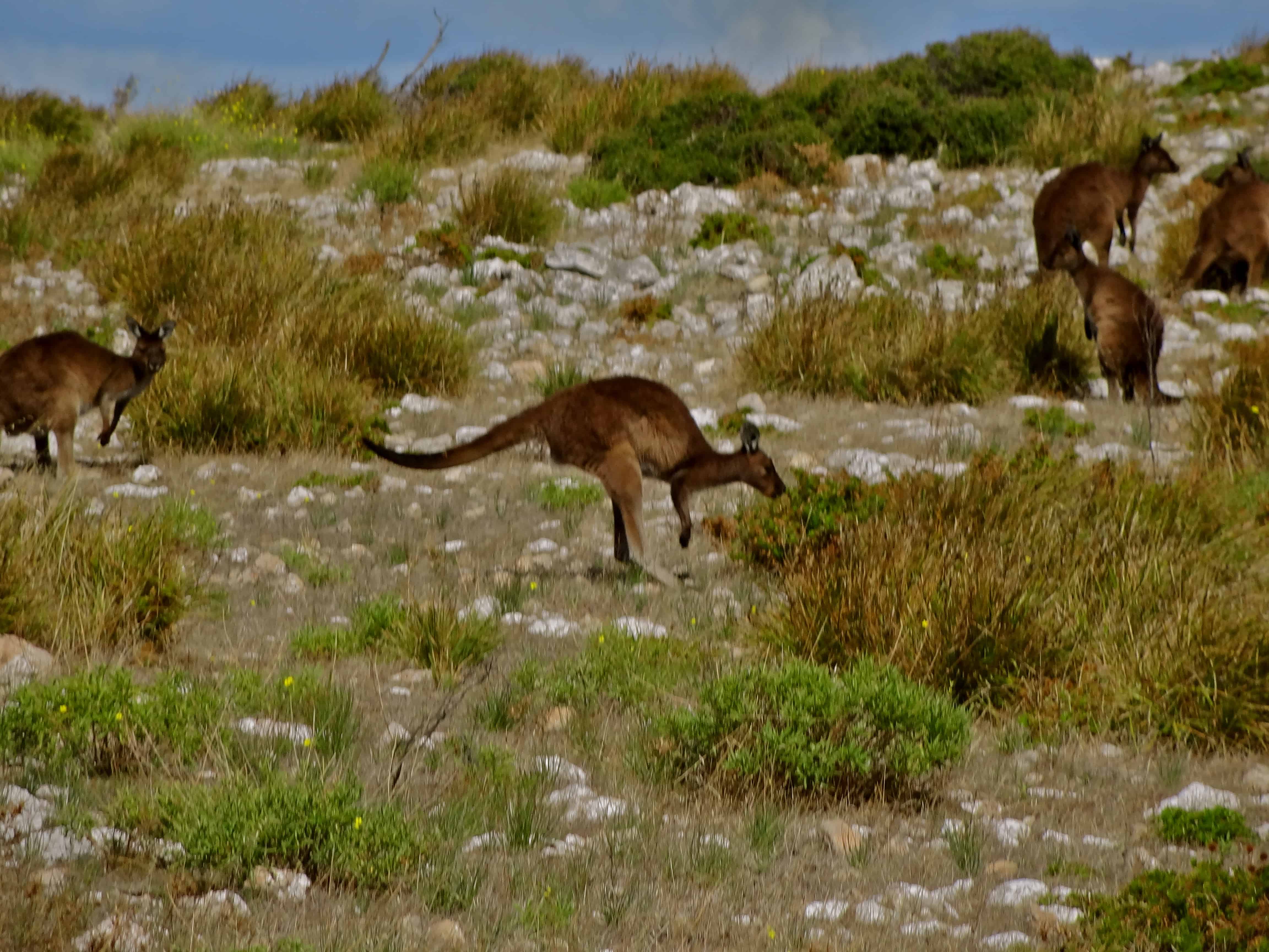 South Australia wildlife, Australia kangaroos, Kangaroo Island