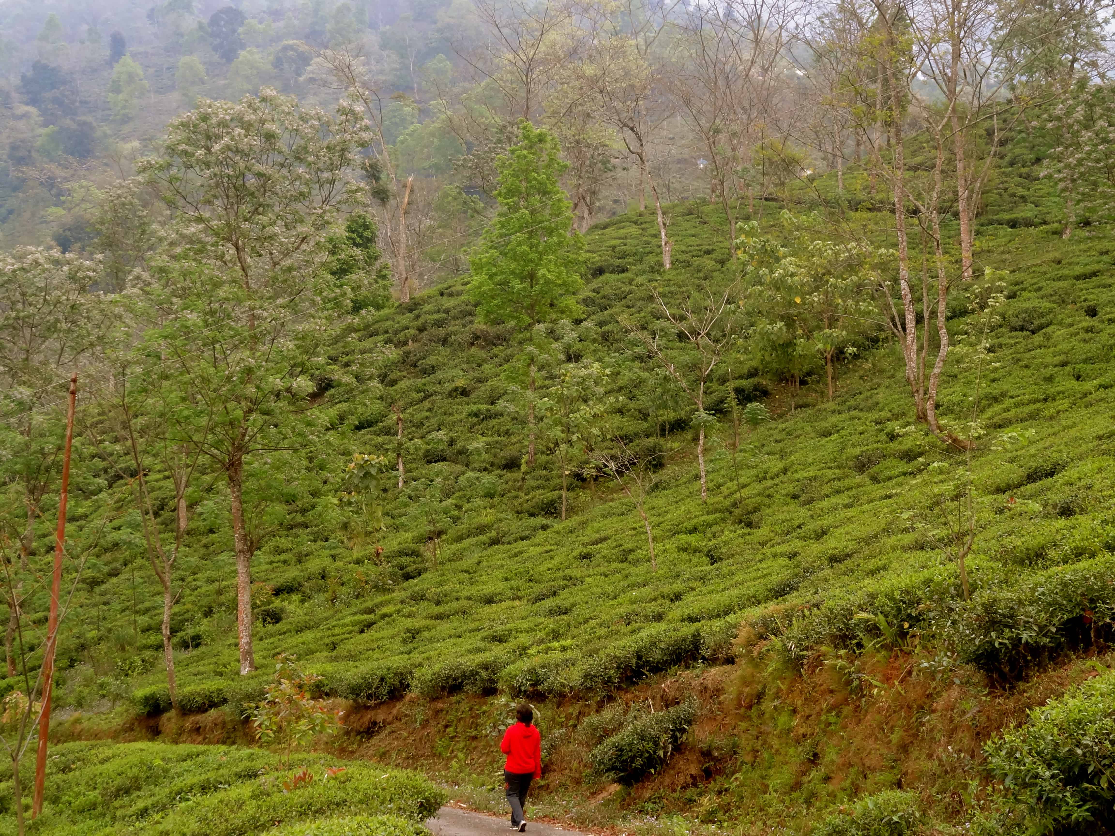Darjeeling tea estates, Darjeeling photos, darjeeling to sikkim