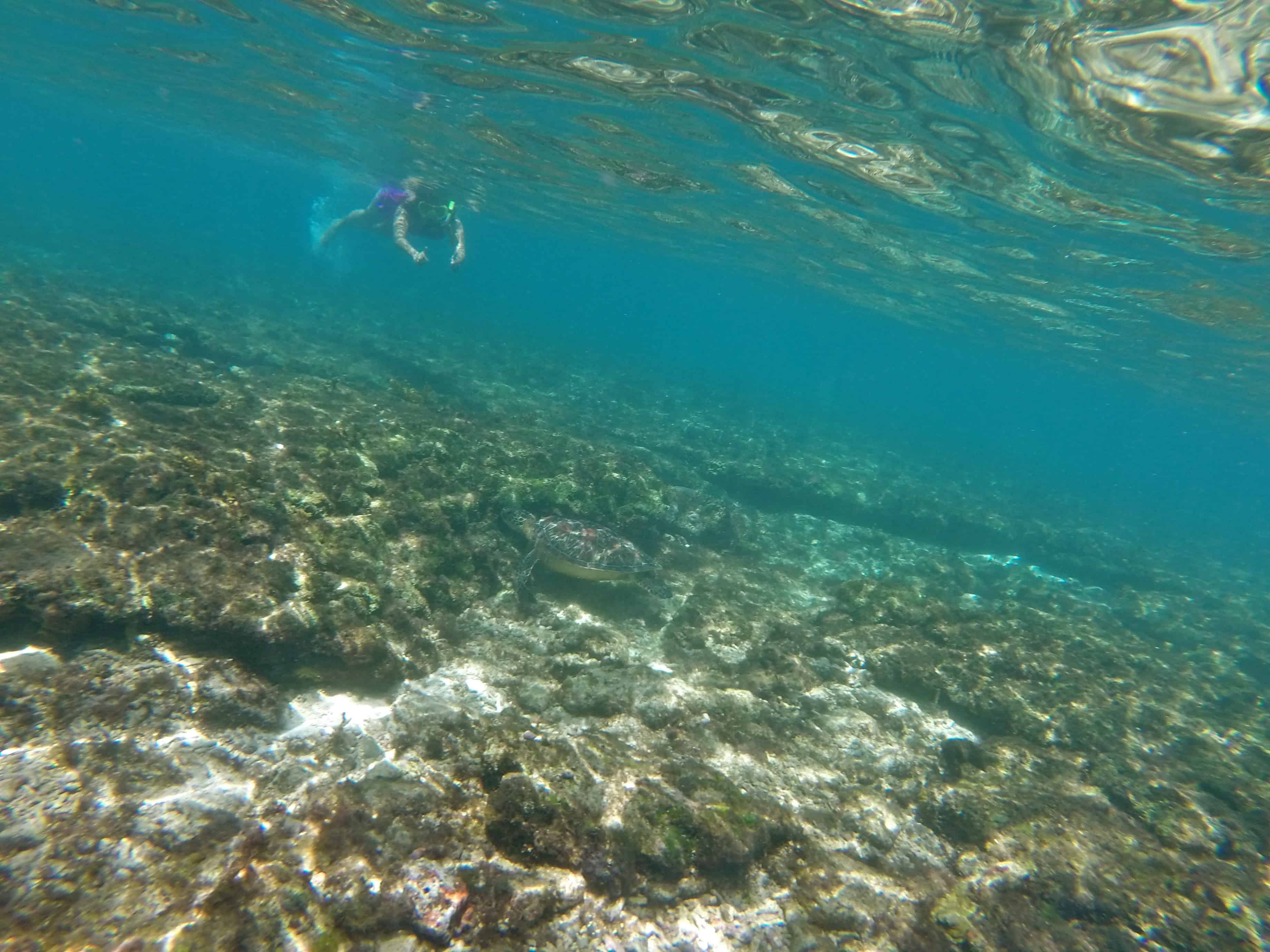 snorkeling philippines, sea turtles philippines