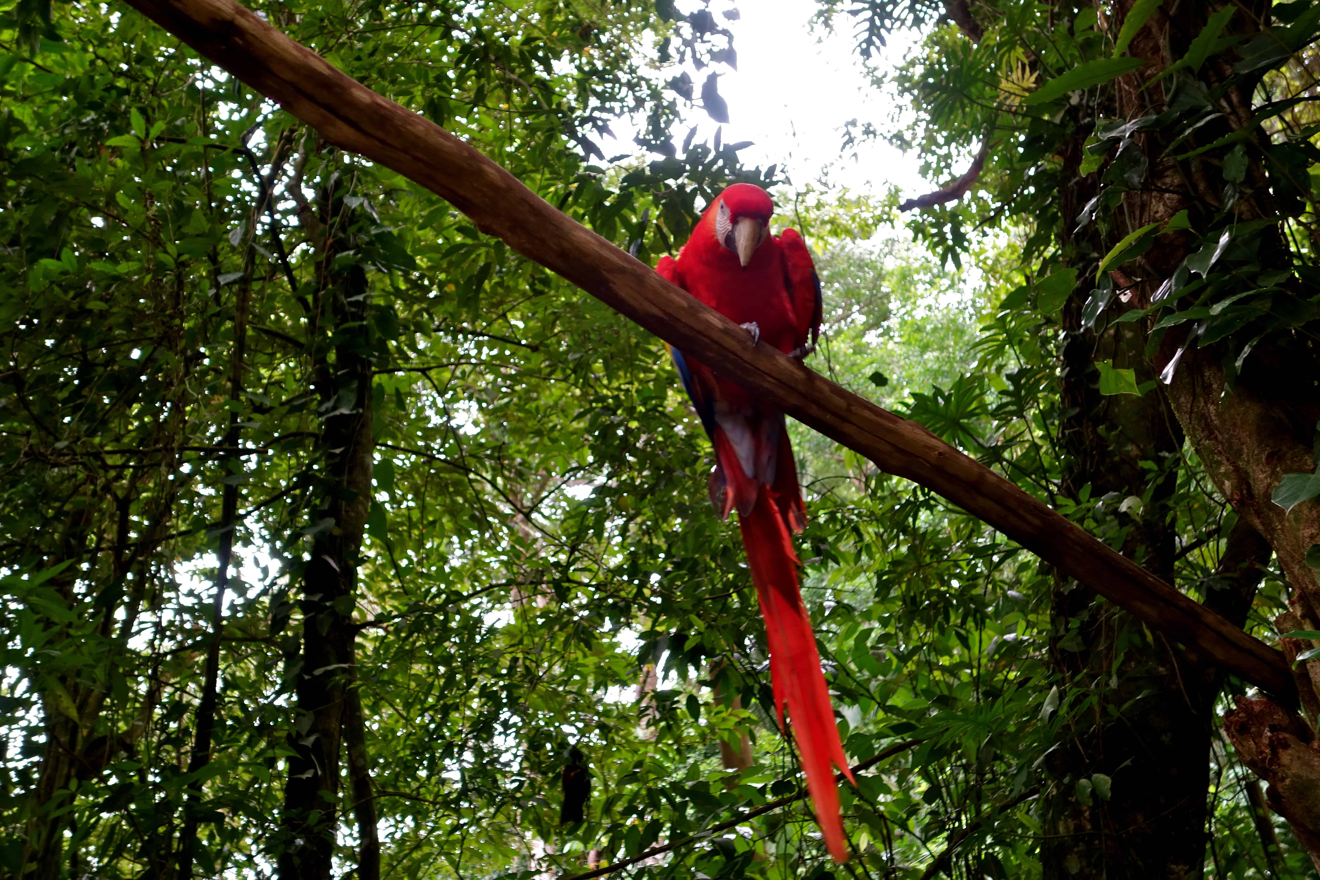 Scarlet macaw honduras, Honduras birds, Honduras wildlife