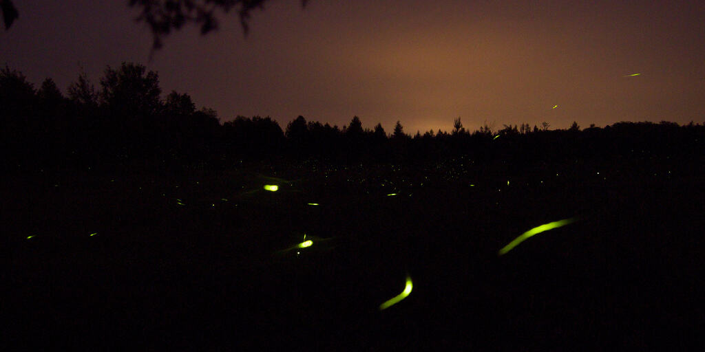 purushwadi fireflies, purushwadi maharashtra, grassroutes