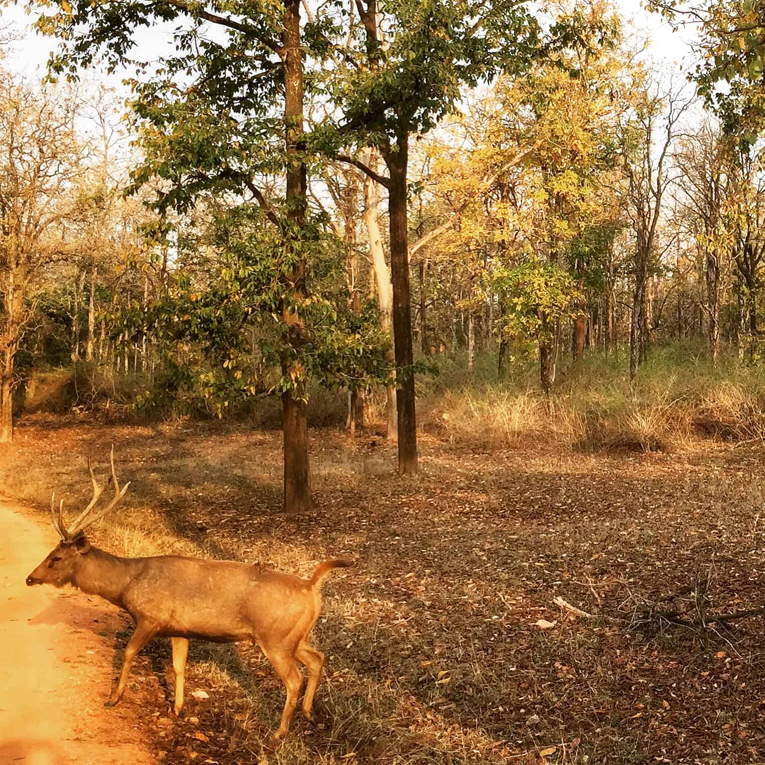 Pench national park, Pench tiger reserve