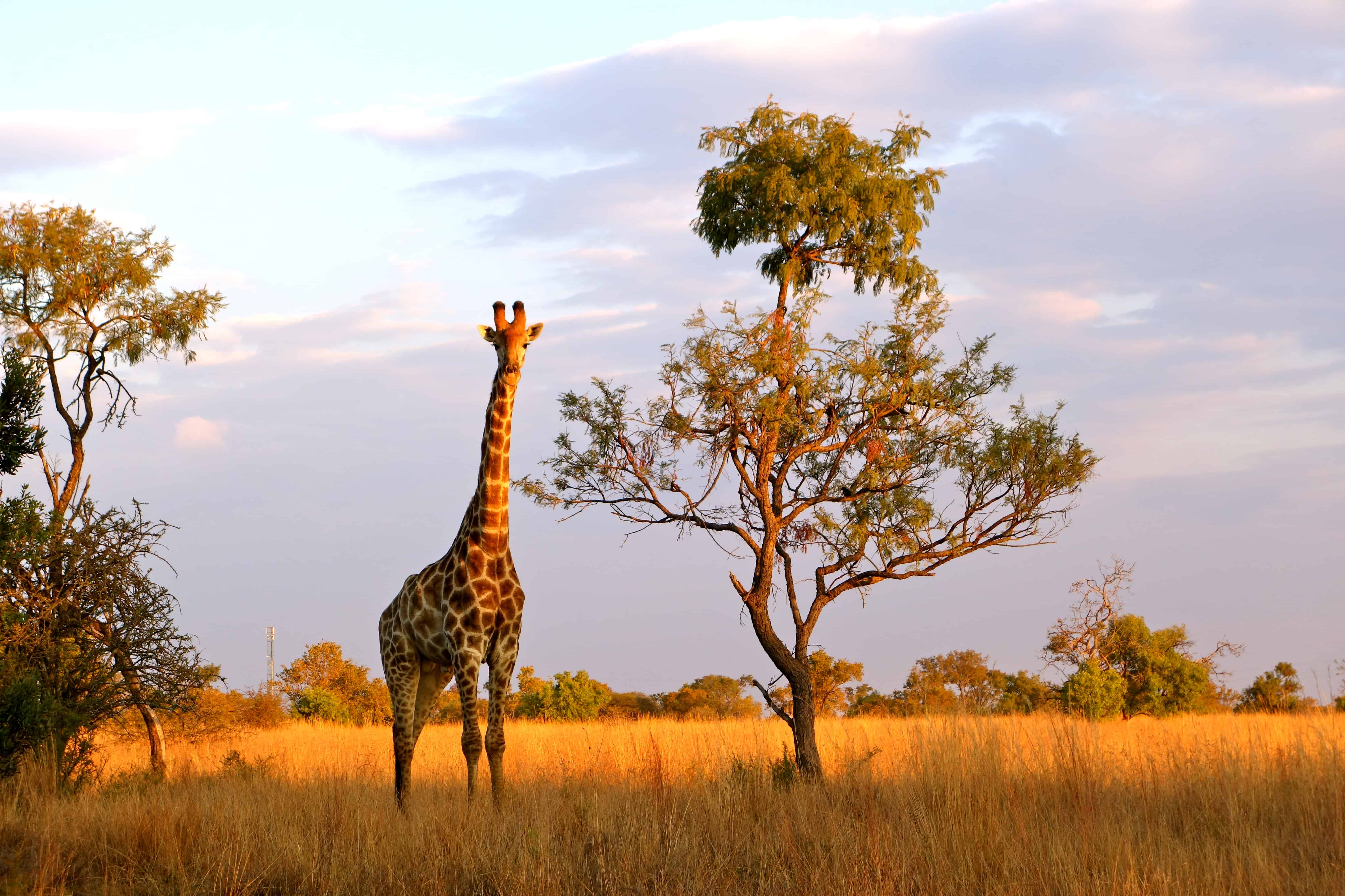 giraffes south africa, why visit south africa