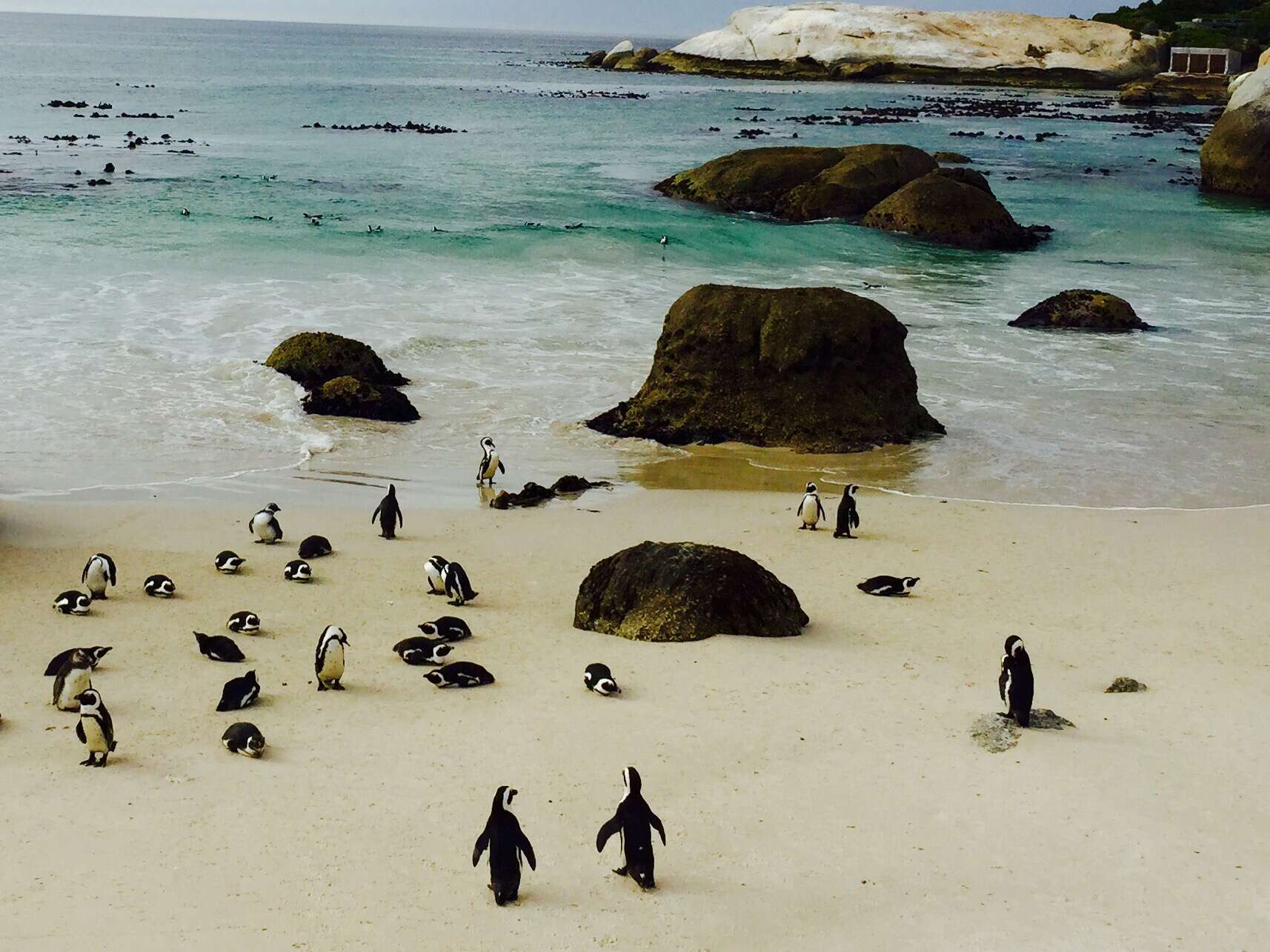 Boulders beach, penguins cape town