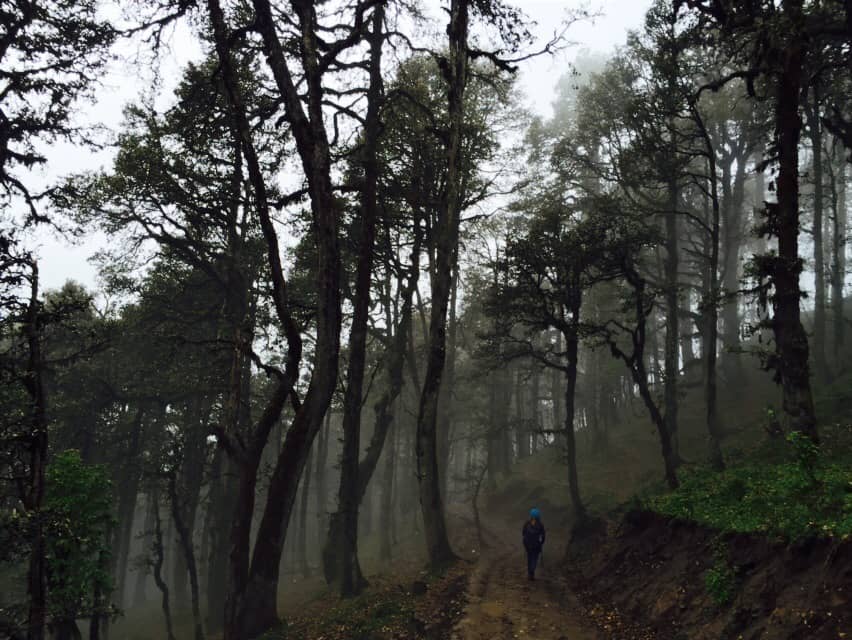 Himachal Pradesh forests