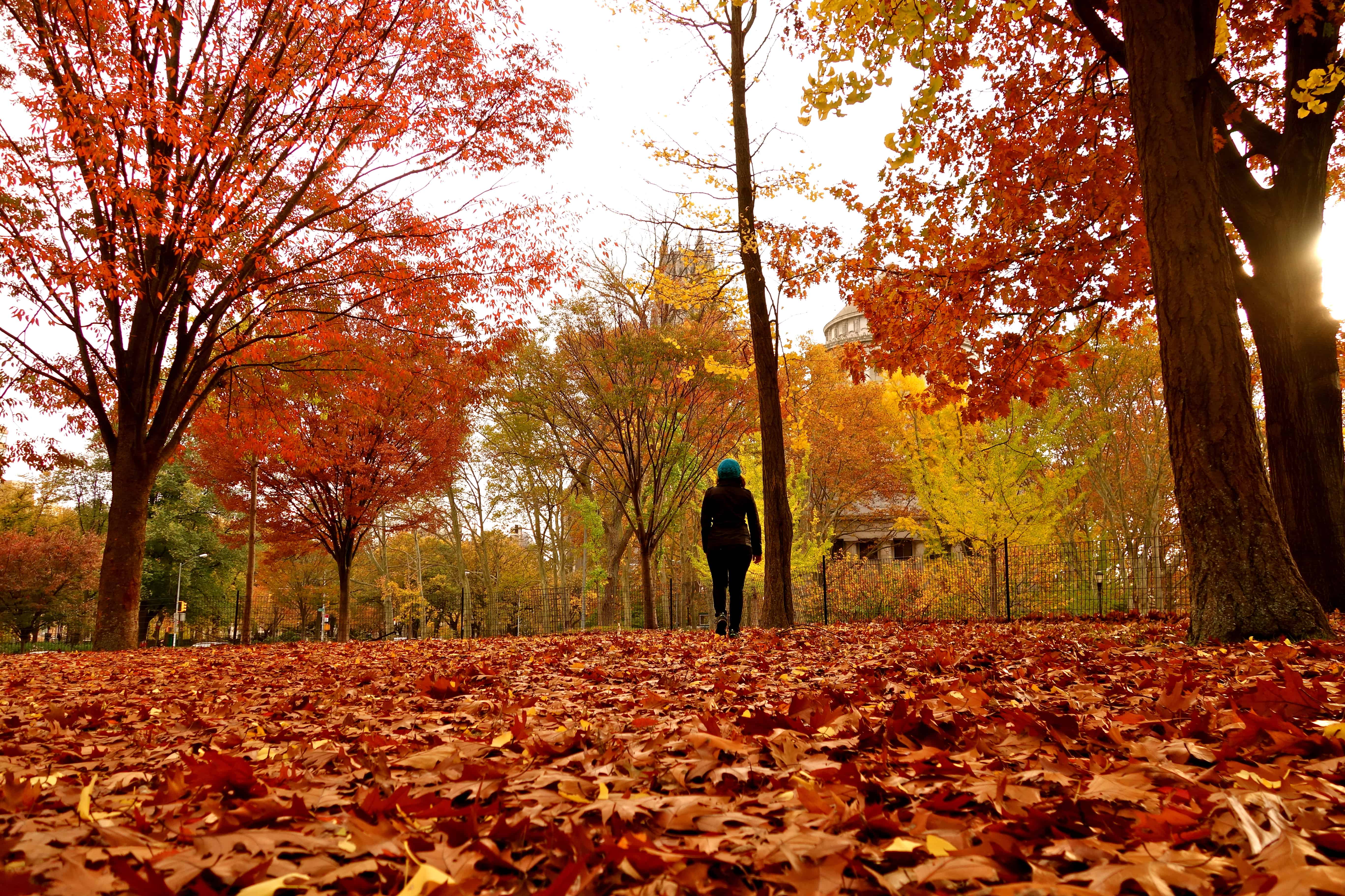 fall colors new york, autumn blogs, Shivya Nath
