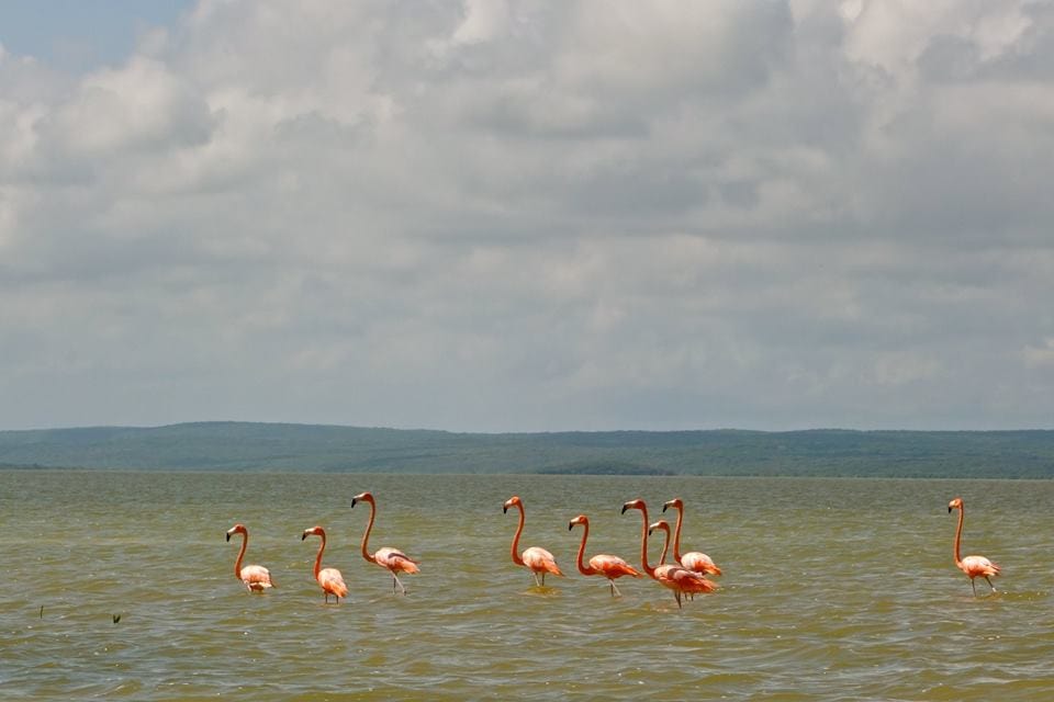 laguna de oviedo, dominican republic flamingoes, dominican republic barahona, casa del mar paraiso