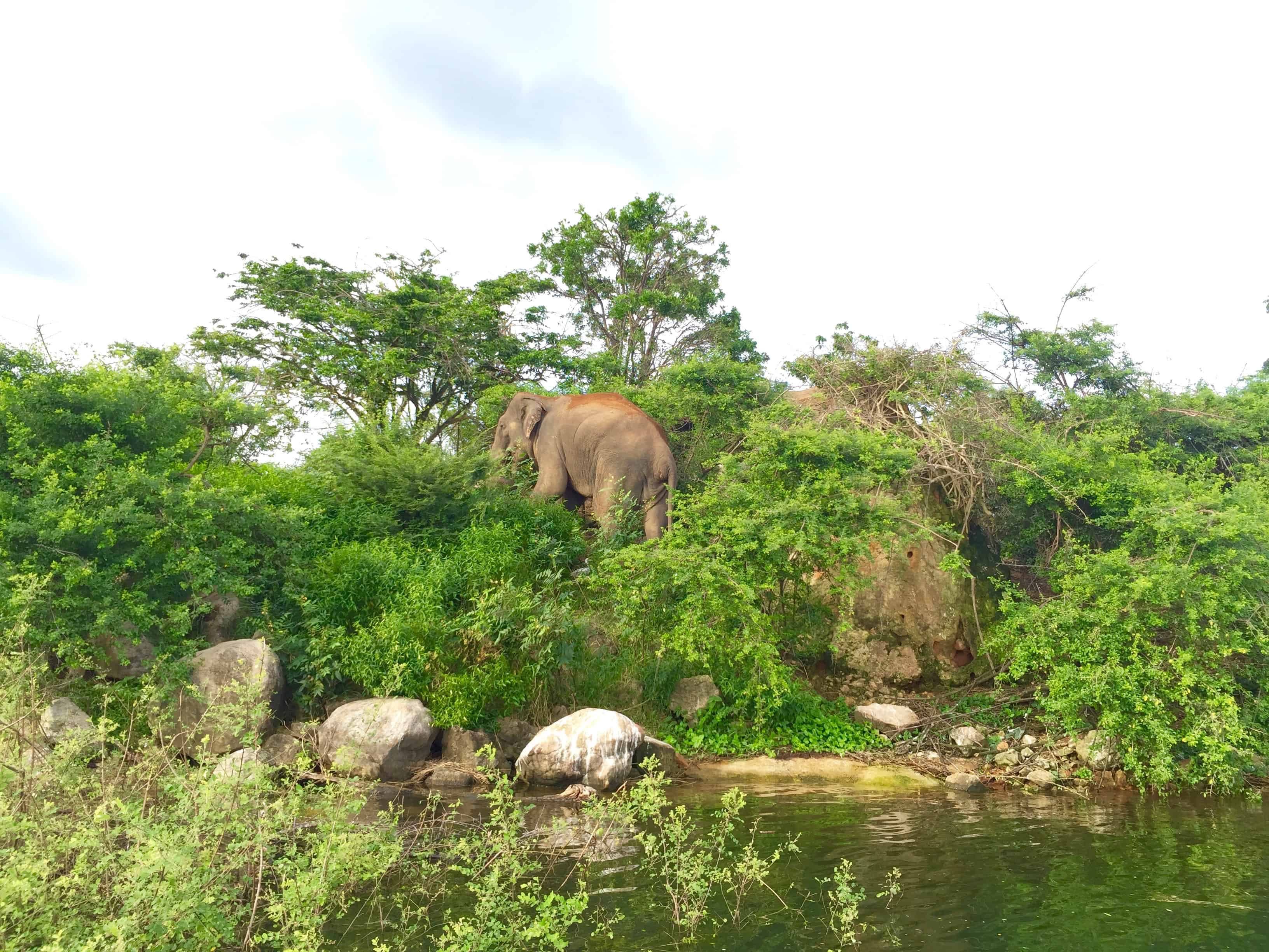 gal oya national park, swimming elephants, elephants sri lanka, gal oya national park safari