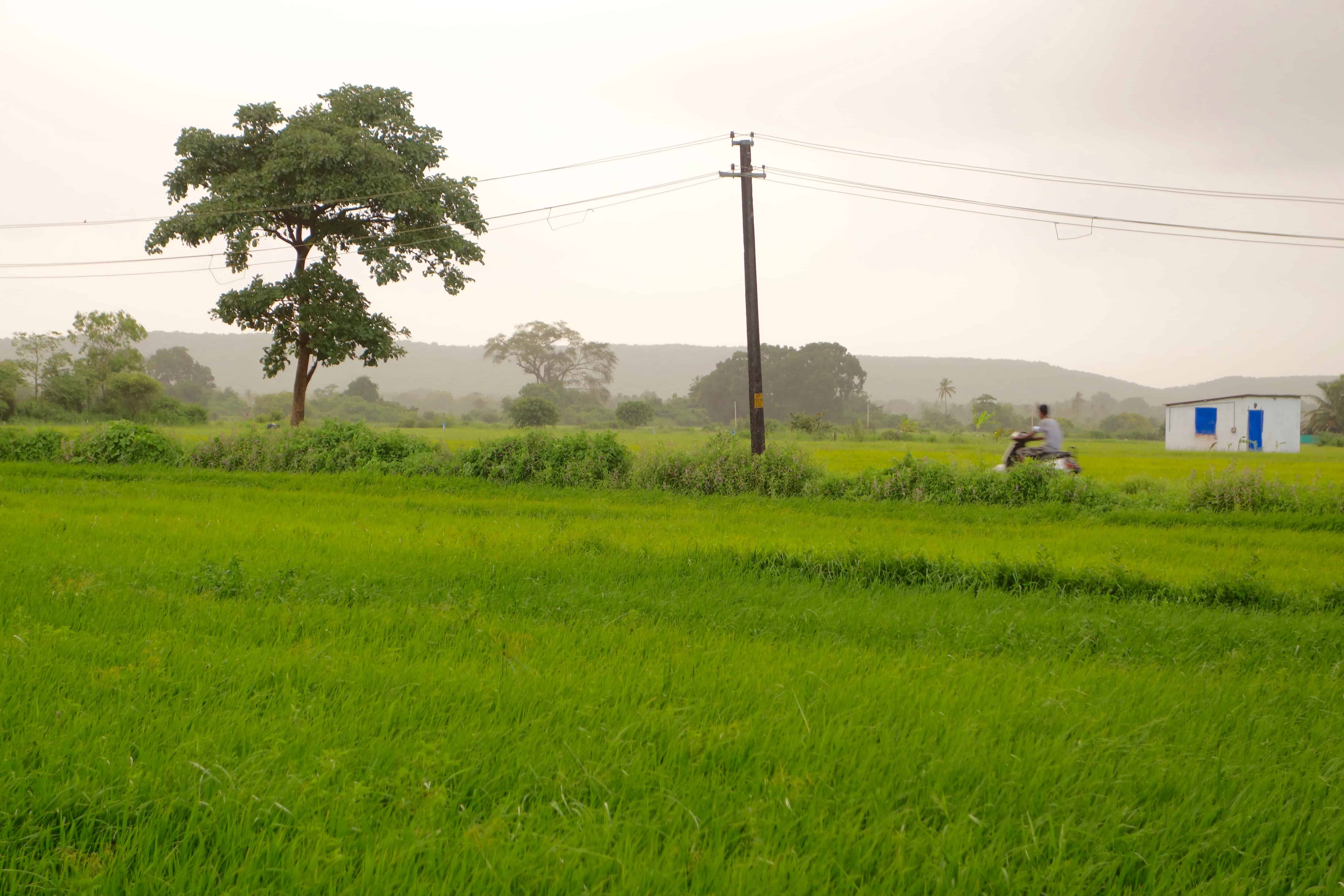 rice paddies, saligao