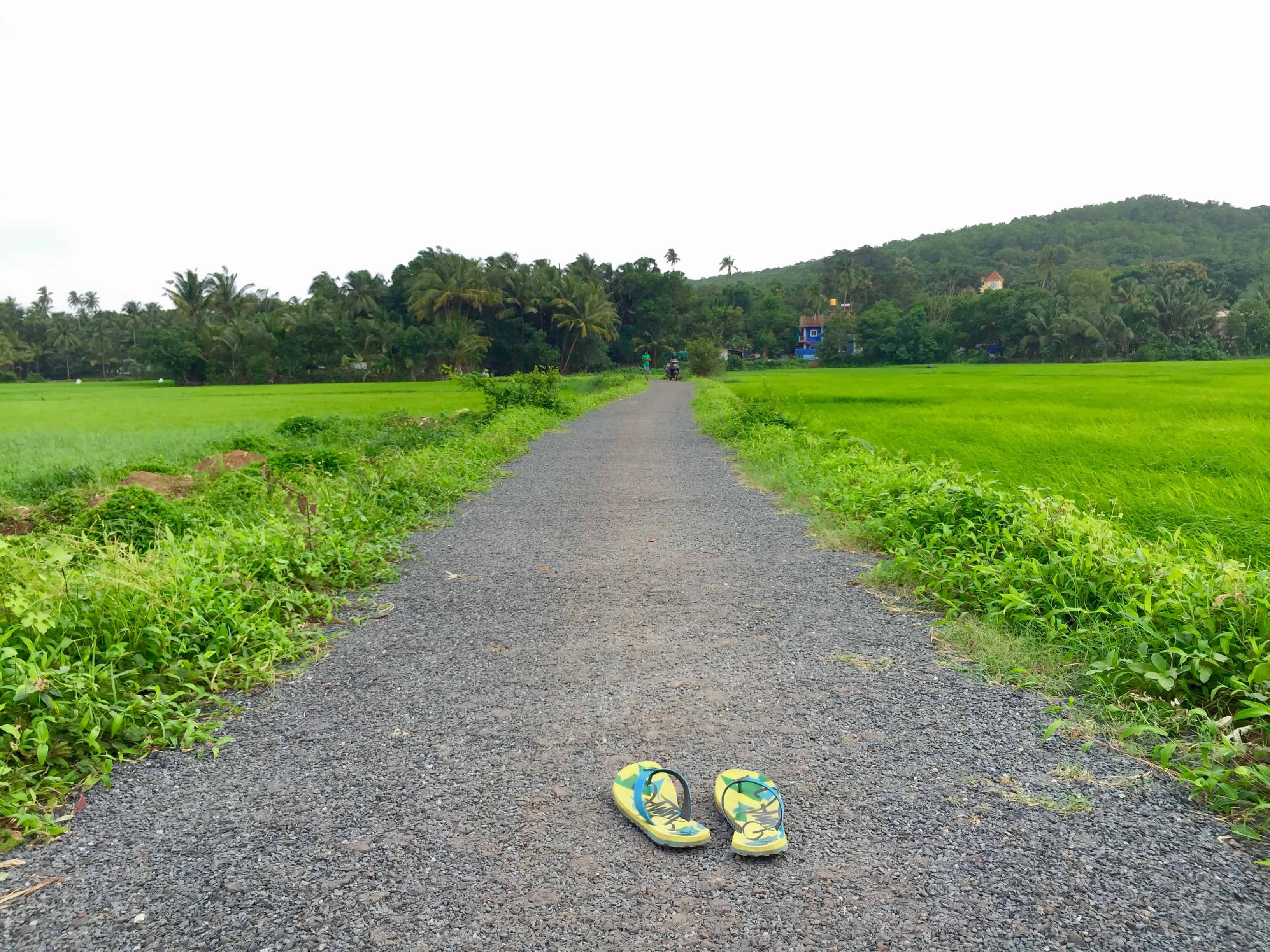 saligao rice paddies, saligao monsoon