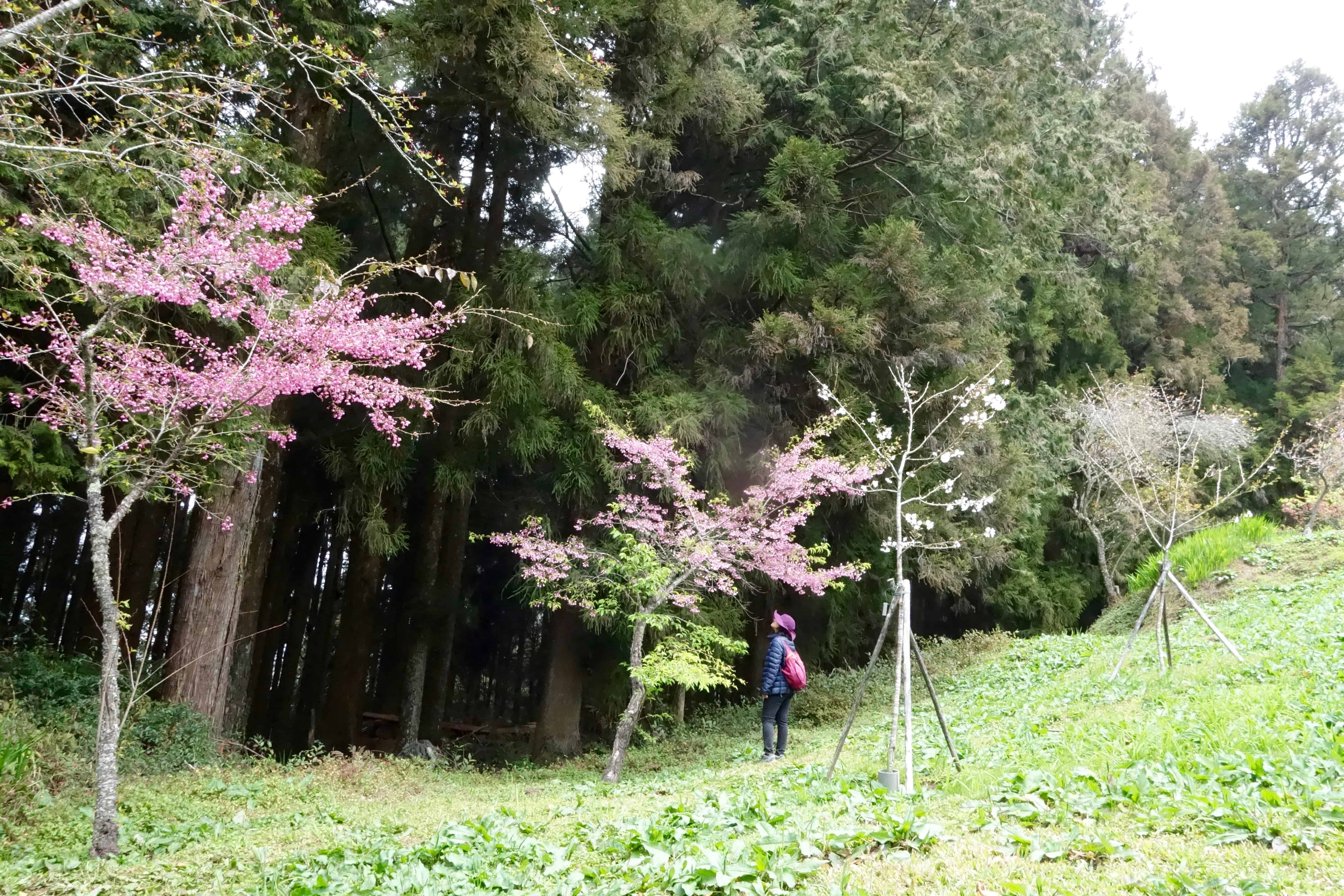 cherry blossom taiwan, alishan taiwan, taiwan points of interest