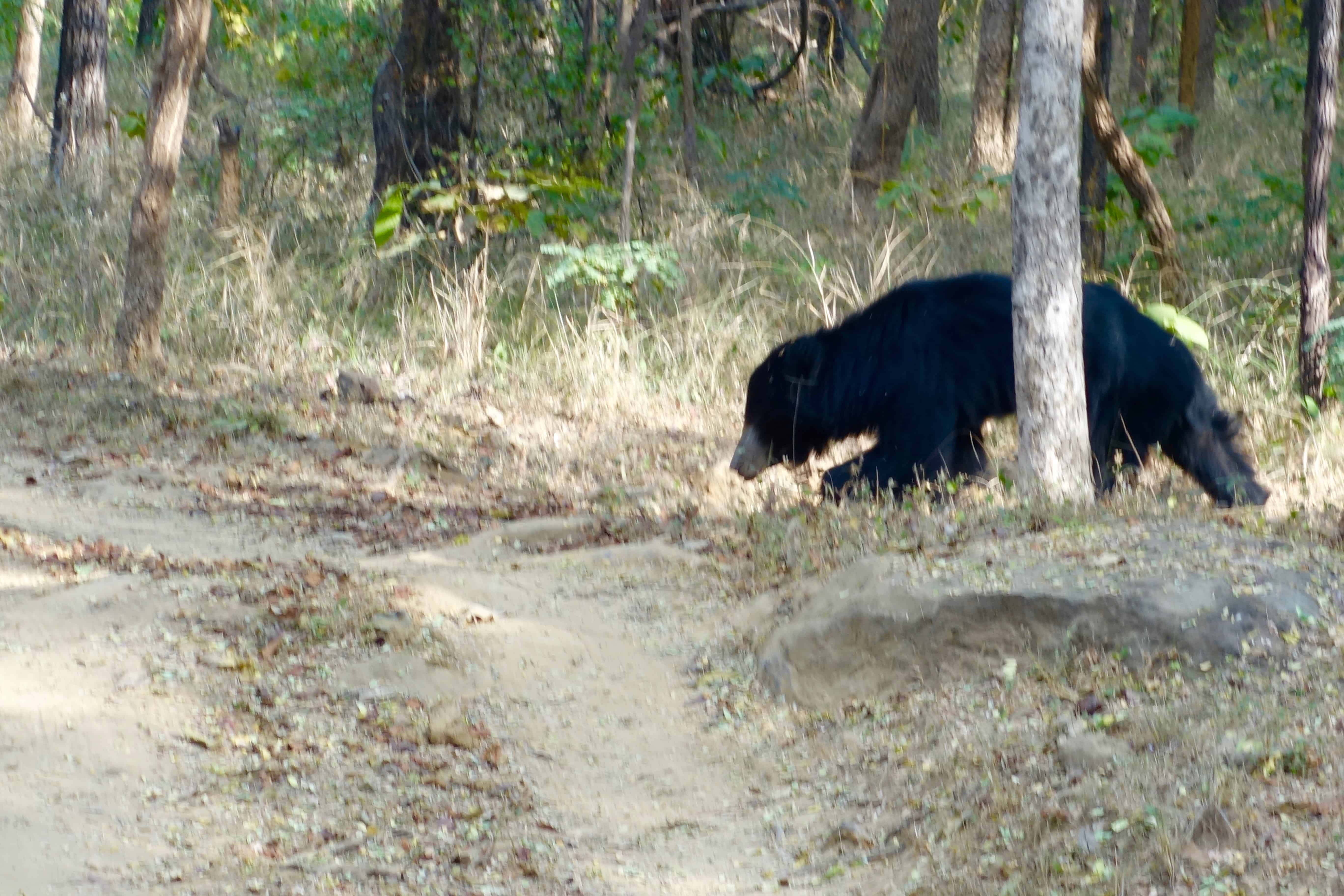 sloth bear sighting, satpura national park, satpura jeep safari