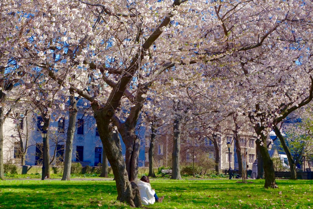 cherry blossom new york, travel motivation, travel inspiration blogs