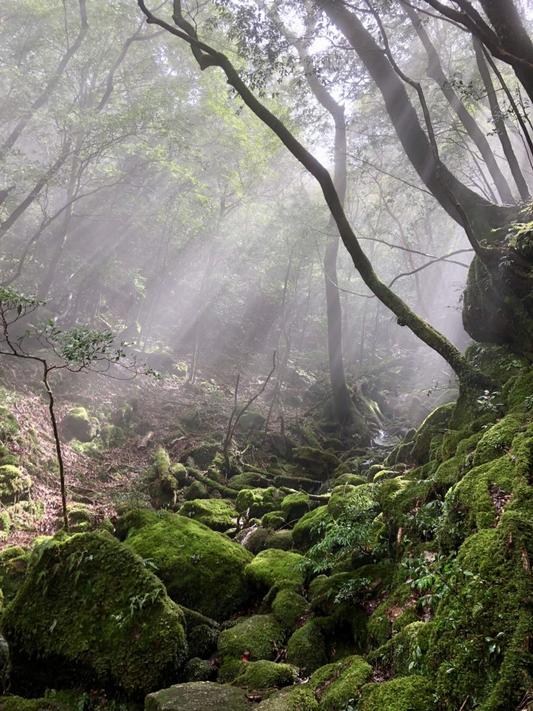 moss forest in japan on the yakushima island