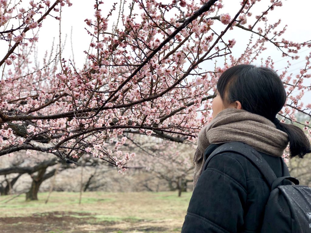 ume japan, plum blossom japan, japanese people 