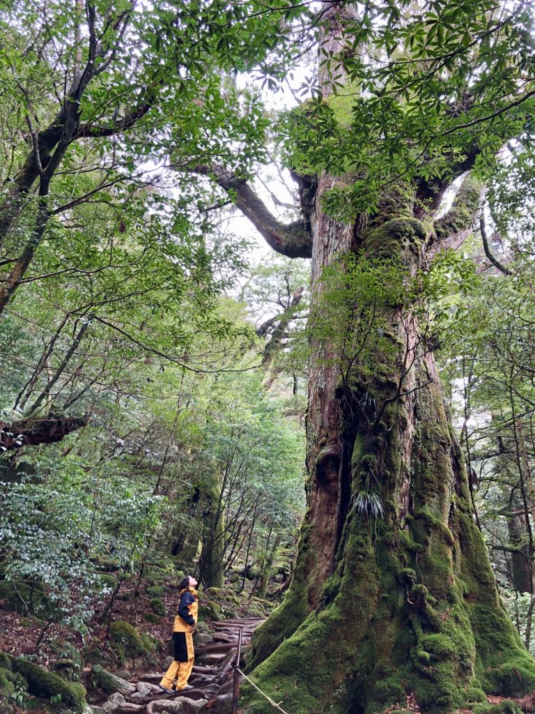 Japan cedar forest, Yakushima island, places to visit in Japan