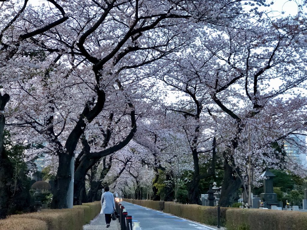 cherry blossom Japan, sakura japan, cherry blossom 2018