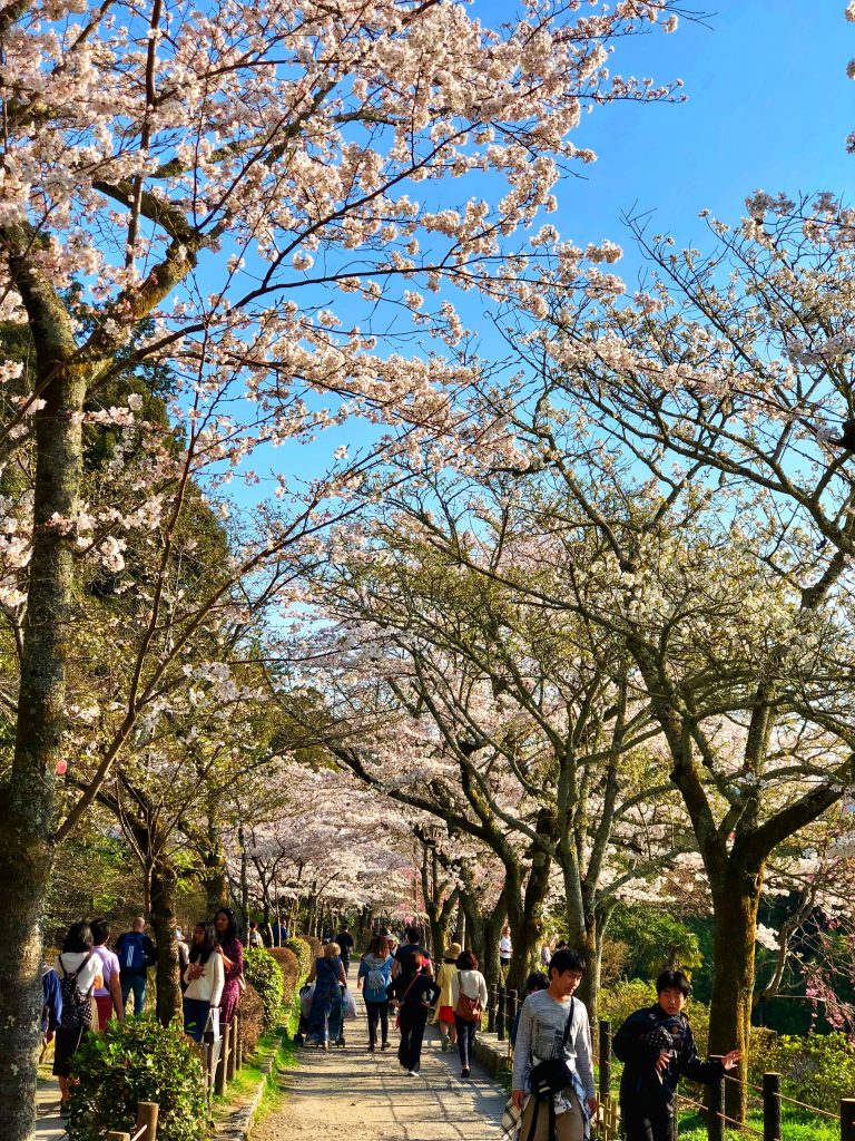 cherry blossom kyoto