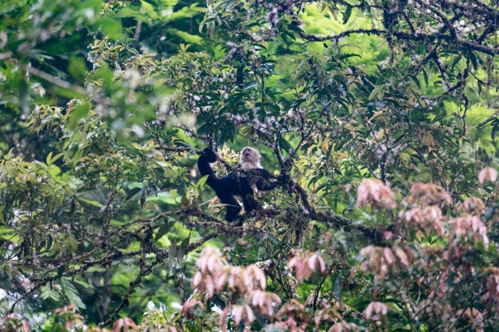 white faced capuchin monkeys
