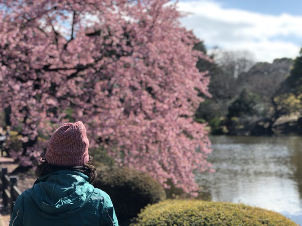 cherry blossom tokyo