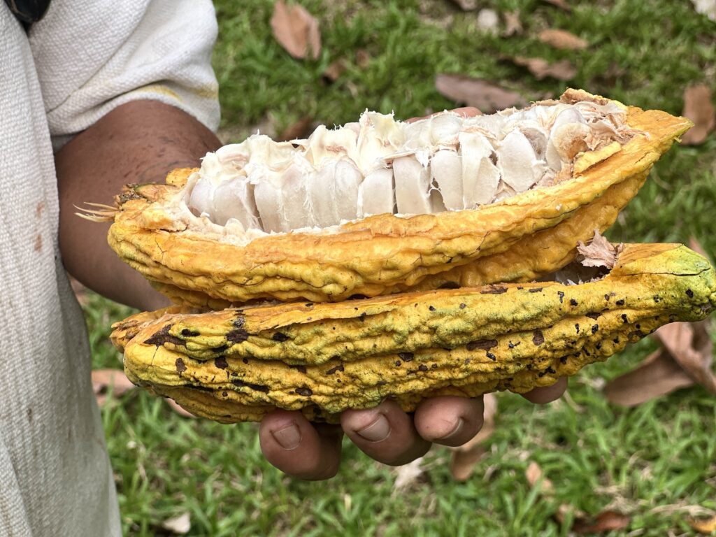 Amazon cacao