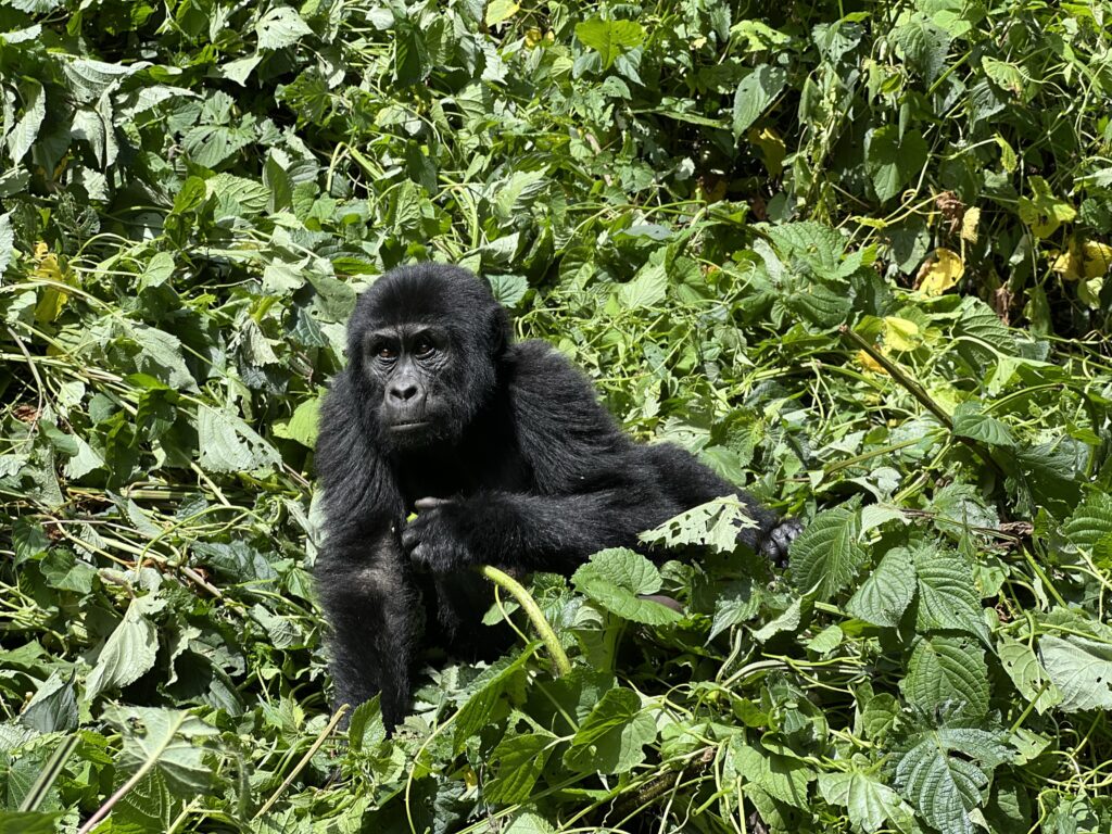 gorilla trek uganda, bwindi national park