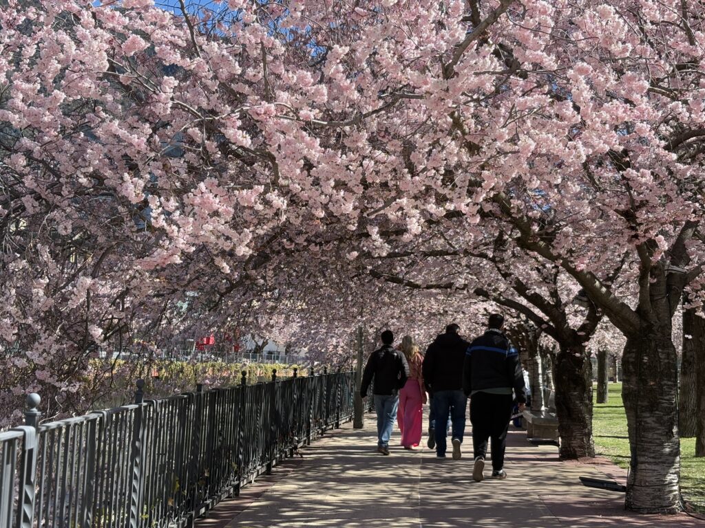 cherry blossom Andorra